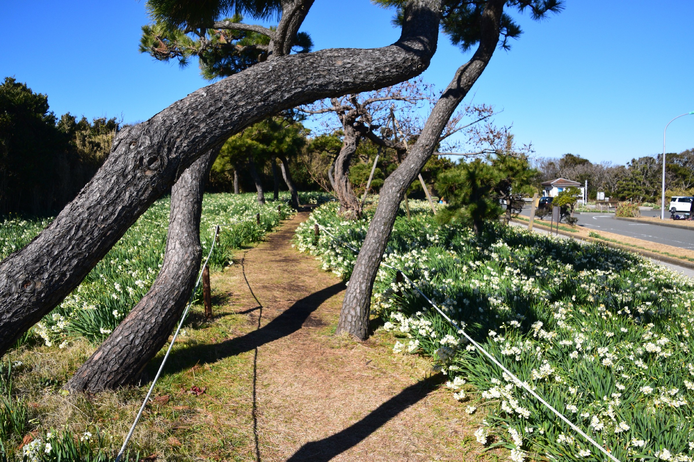 水仙ロード 城ヶ島公園