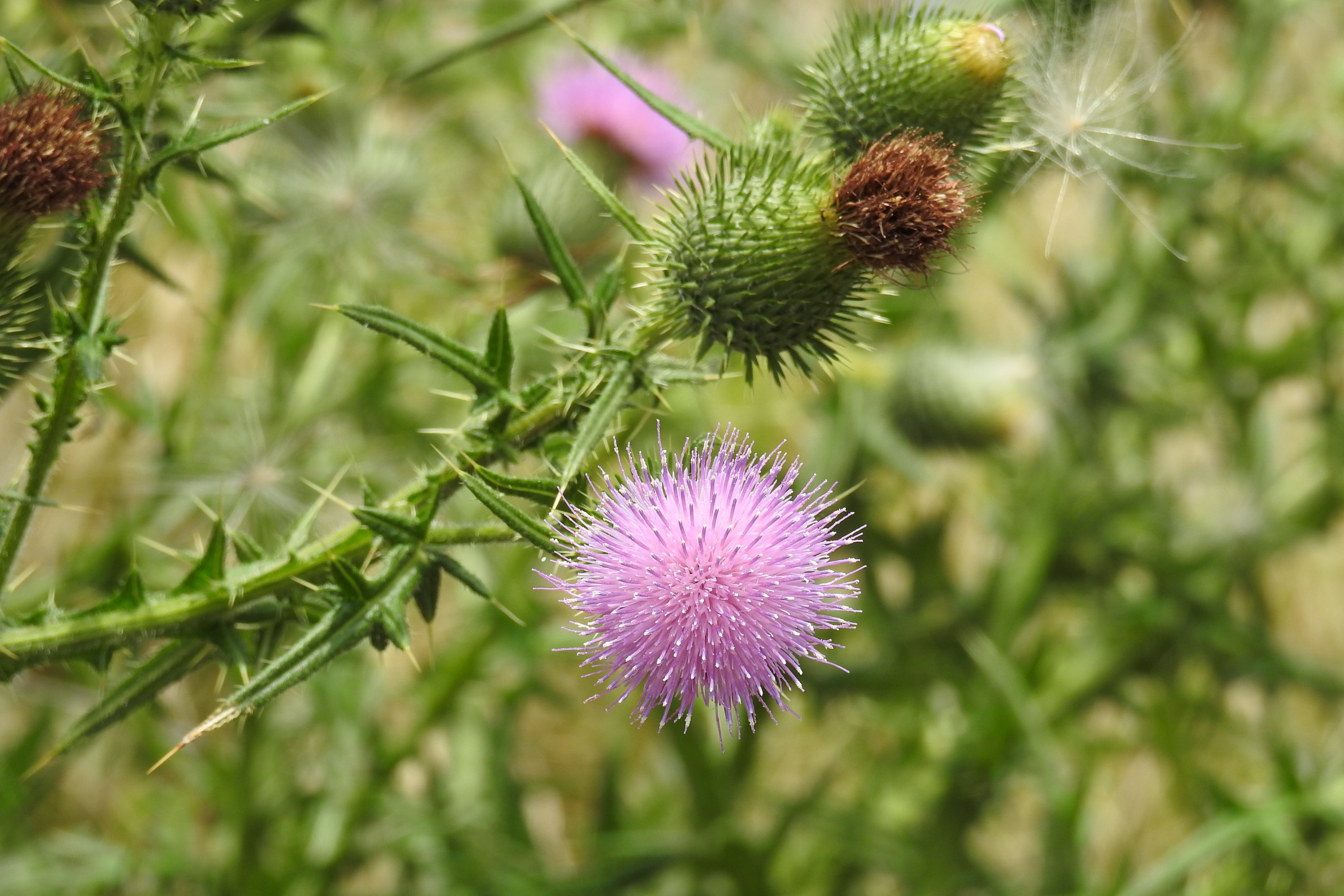 アメリカオニアザミ