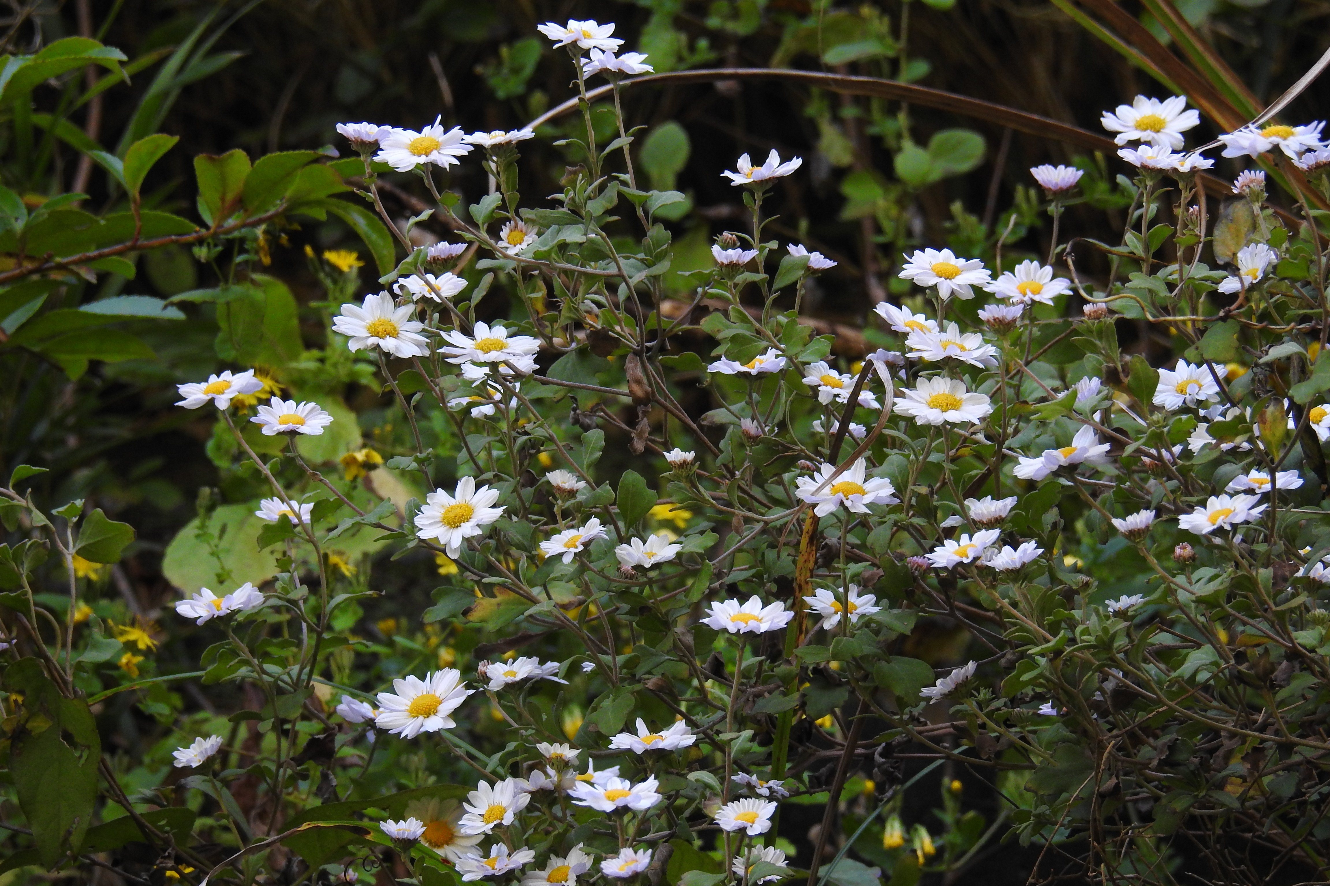 リュウノウギク