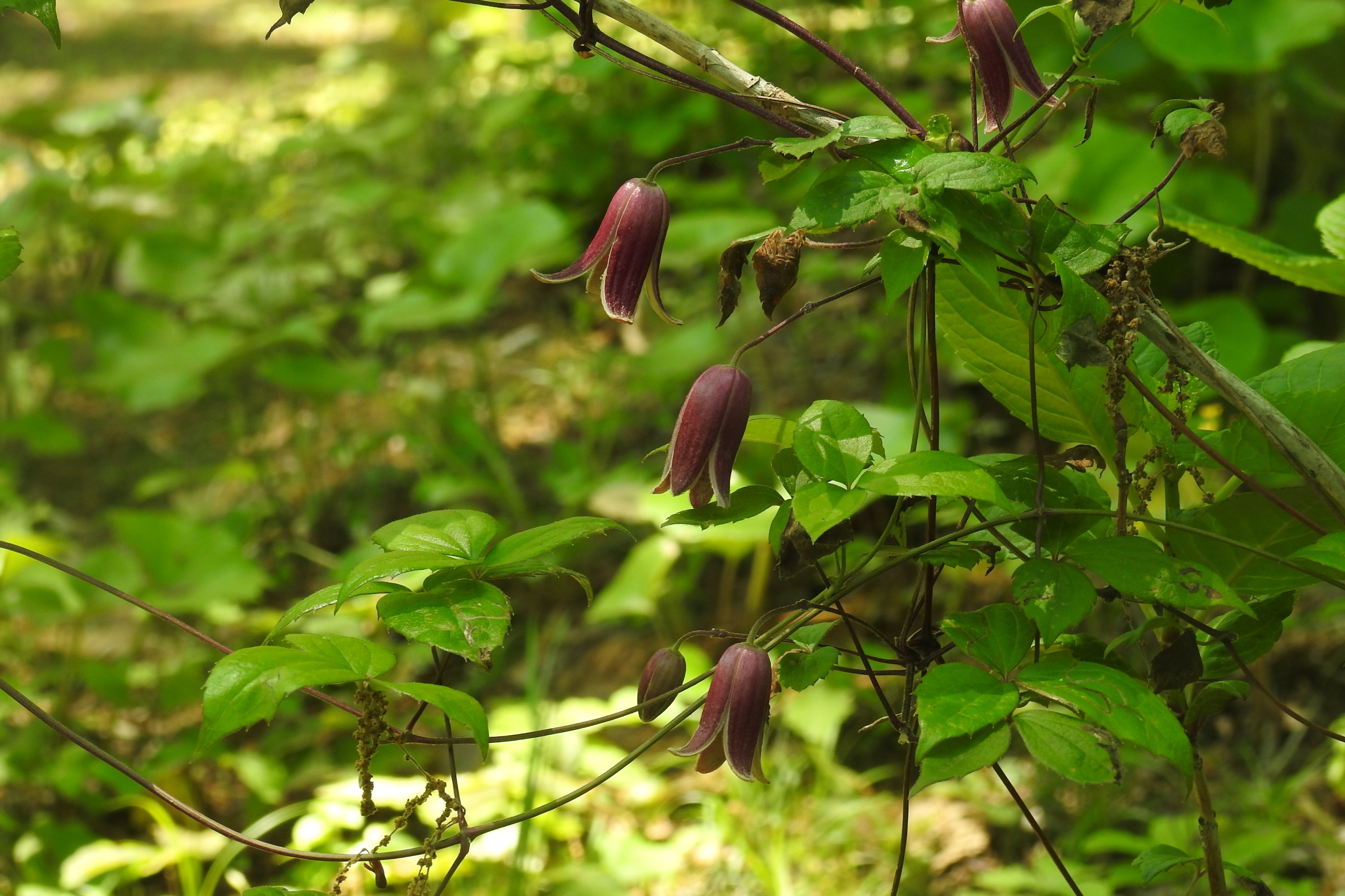ハンショウヅル