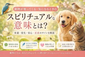 幸運のサイン？動物が寄ってくる・気になるときの意味｜心の変化を知らせるサインかも