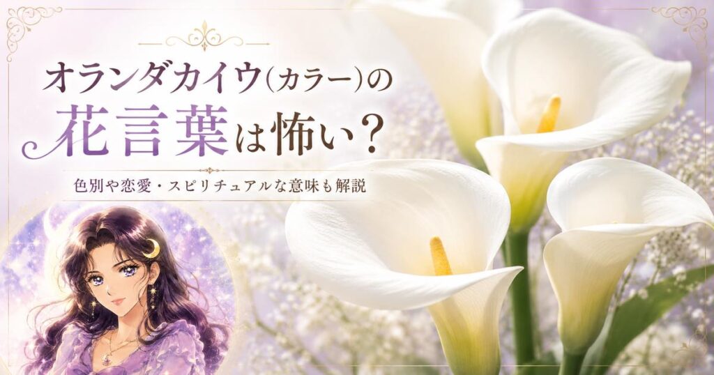 オランダカイウ(カラー)の花言葉は怖い？色別や恋愛・スピリチュアルな意味も解説