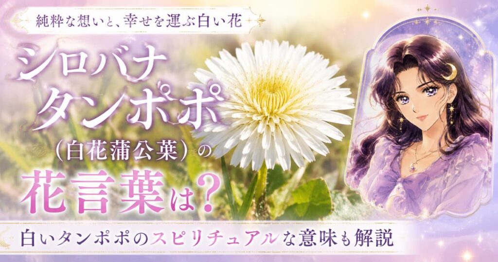 シロバナタンポポ(白花蒲公英)の花言葉は？白いタンポポのスピリチュアルな意味も解説