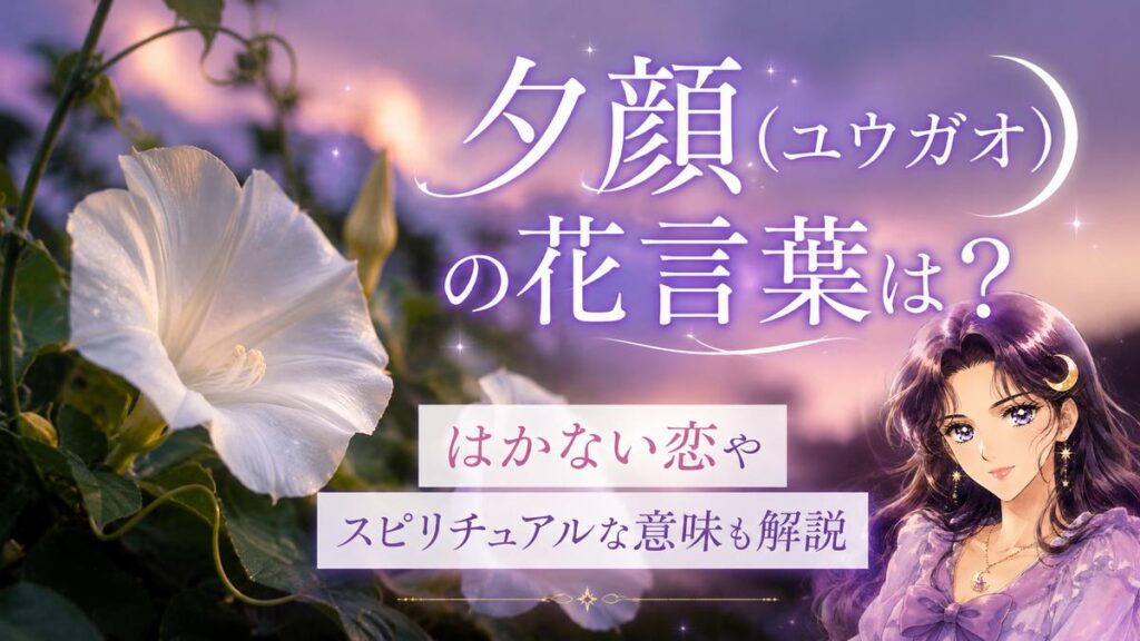 夕顔(ユウガオ)の花言葉は？はかない恋やスピリチュアルな意味も解説