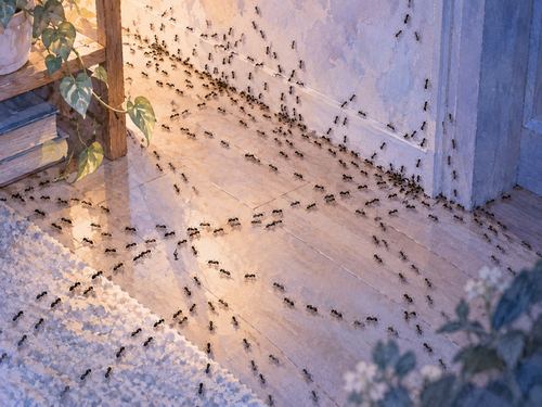 床や壁へ次々と広がっていく大量の蟻