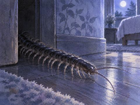 薄暗い床の端から現れる黒いムカデ