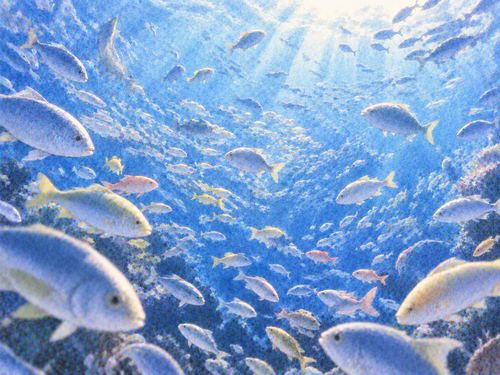 水中いっぱいに多数の魚がいる景色