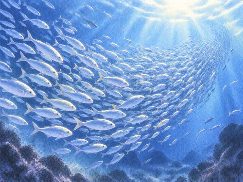 同じ方向へまとまって泳ぐ魚の群れ