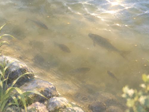 濁った水の中に魚影が見える景色
