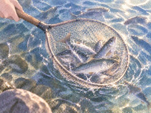 水中の複数の魚を網ですくう場面
