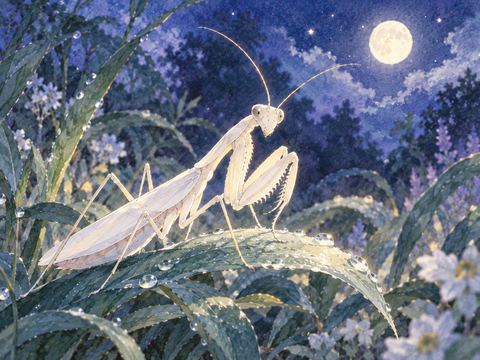 夜の草むらで淡く浮かぶ白いカマキリ