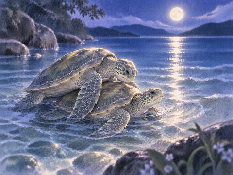 夜の水辺で身体を寄せ合う二匹の亀