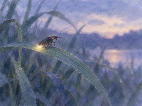薄暗い草の葉にとまり、かすかな光を放つ蛍