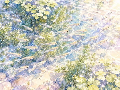 澄んだ水の中をたくさんの小さなメダカが群れで泳ぐ様子