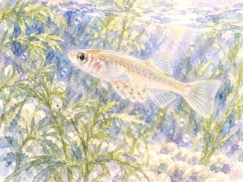 腹部に卵を付けたメダカと水草に付着した小さな卵